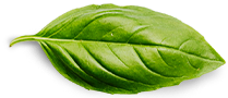 خانه Basil Leaf